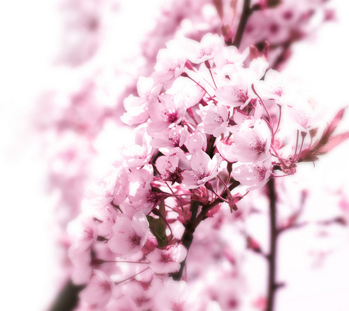 mysakura15's profile picture. 