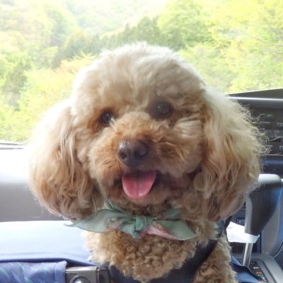 Xでは国内旅行や観光バスのこと、わんちゃんや猫ちゃんのこと、美味しいもののこと、あとは自動車(整備)のことなどを主にツイートしたり、リツイートさせていただいたりしています。