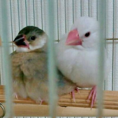 リツイート垢(主に文鳥さん)です😊