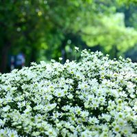 lâm hoài thơ (@lmhoith1) 's Twitter Profile