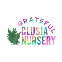 Grateful Clusia Nursery(@ClusiaNursery) 's Twitter Profile Photo