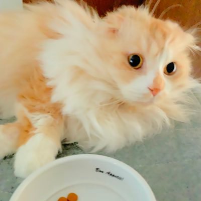 mi3mi3x0515's profile picture. でれます君のぷろでゅーさー活動を本業にしたいかいごしょく。まだまだぷろでゅーすしたいんじゃ！