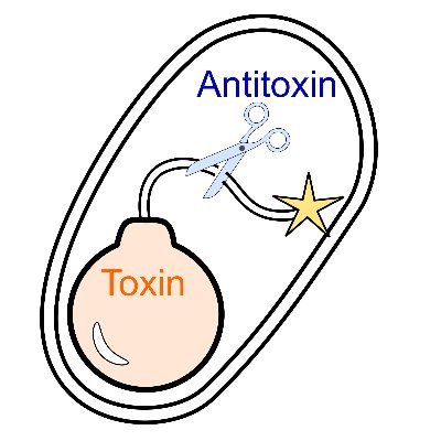 @Inserm researcher, Atip-avenir group leader @ARNA_lab
microbiology | toxin-antitoxin | post-transcriptional regulation | RNAseq