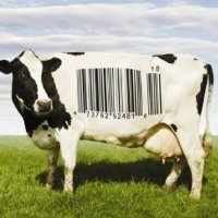 Ushizu (@tweeting_cows) 's Twitter Profile Photo Ushizu (@tweeting_cows) 's Twitter Profile Photo