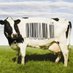 Ushizu (@tweeting_cows) Twitter profile photo Ushizu (@tweeting_cows) Twitter profile photo