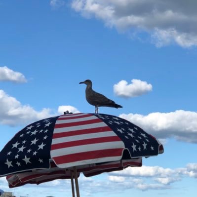 Larophile (n.) - one who spends inordinate amounts of time admiring gulls.