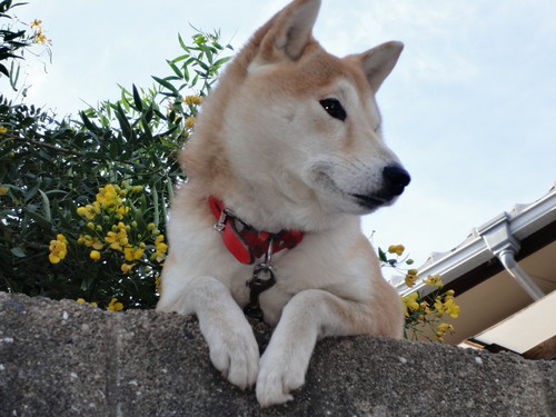 音楽／小説／漫画／芝居／映画／現代美術／ドキュメンタリーなど　犬ですが、猫派です。酒のんだり、のまれたりします。