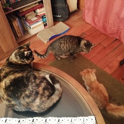 loren_it's profile picture. Porteña de corazón, solo sueño poder volver para siempre. Catlover. Sansana ever forever. 
Agradecida de lo que cada día me regala el Señor