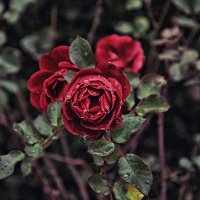 Vũ Đan Linh (@vanlinh58052337) 's Twitter Profile