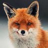 TheFoxOnTheBox's profile picture. 🦊 Content Creator - I play simulation games on my @Youtube channel mainly #EuroTruckSimulator2 & #AmericanTruckSimulator and a few more! 🦊 🇬🇧