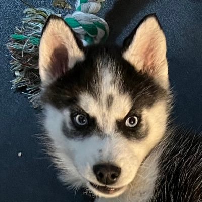 billniu's profile picture. 