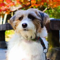 カノン@ Canon petlife store 犬猫ガチ勢(@pet_canon1103) 's Twitter Profile Photo