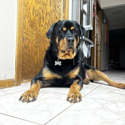 3 1/2 year old female Rottweiler. Loves walks and treats. Rip Junebug 🌈 07/09/20