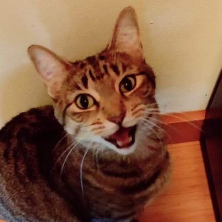 Zephandleaf's profile picture. 