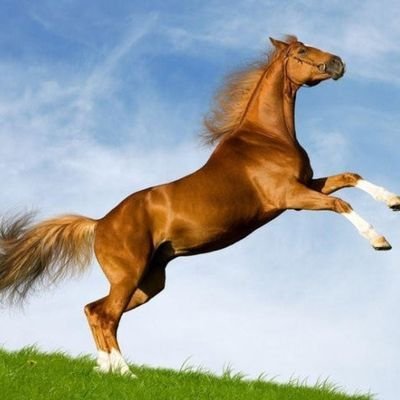 GhaffaryAbuzar's profile picture. Hello, I'm Abuzar Ghaffary. I'm a Computer Doctor, Virtual Assistant, Social Media Manager, Networker, and Entrepreneur.