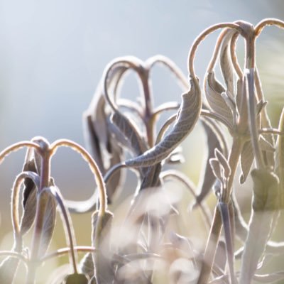 Anita130516's profile picture. liebt Blumenwiesen und Kräutergärten https://t.co/55QAUX6u6i