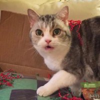 Jellie Supremacy (@jellie_stan) 's Twitter Profile Photo