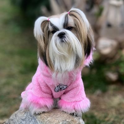 shihtzutiffany's profile picture. Instagram:@shihtzutiffany_