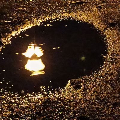 PhenixTilda's profile picture. 