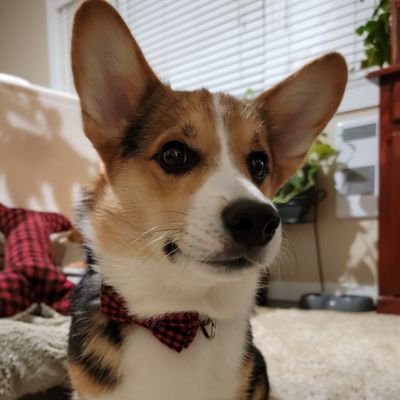 SpudCorgi Profile Picture