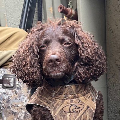 StanSade's profile picture. 