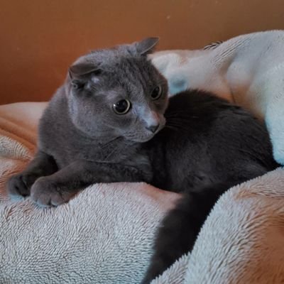 猫好きのオタ女です。(とっくに成人済)
日常多め。取引にも使用します。
お取引に関してはプロカ参照。
A3!(103最推しのカンパニー箱推し)、あんスタ(レオ推しのKnightsP)。第五人格始めました。
浅沼さん(bpmさん)と謎解き脱出ゲームが好き。