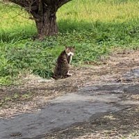 あーーー (@kakocyanrabu) 's Twitter Profile