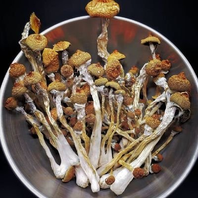 tichirotich's profile picture. Mycology