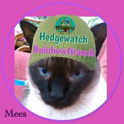 MeesSiameseCat2 Profile Picture