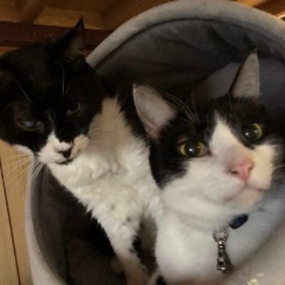 まちねこさんから家族に迎えた輝(在籍名ミッキー)と光(在籍名はち)の日常の他に趣味の物など呟くかと思います😊 無言フォローもあるかと思いますが、宜しくお願い致します。