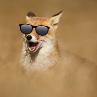 FragrantFoxes (@fragrantfoxes) 's Twitter Profile
