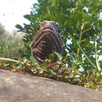 Nametoolongmike's profile picture. Committed to reptilian overlords