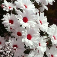Israa Ibrahim (@israaib55499143) Twitter profile photo