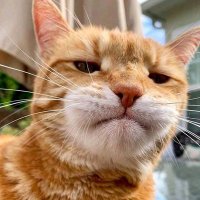 Elkindy (@elkindy8) 's Twitter Profile