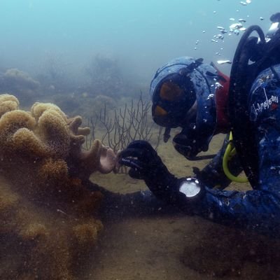 PhD candidate, James Cook University (Townsville) | Collection Manager Cnidaria at QMT | Octocoral nerd 🪸 |  🇦🇺🇮🇹