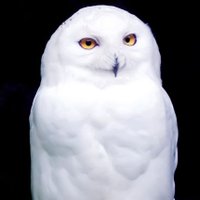 Rosie Futures (@rosie_futures) 's Twitter Profile