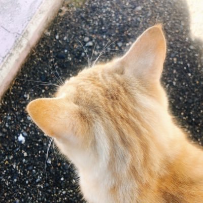 20↑ ヤバシティ市民/BWS もろもろを愛してる BWS全コンプ♡*.
