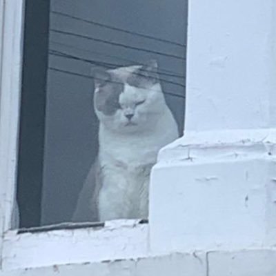 Photos of animals looking through windows