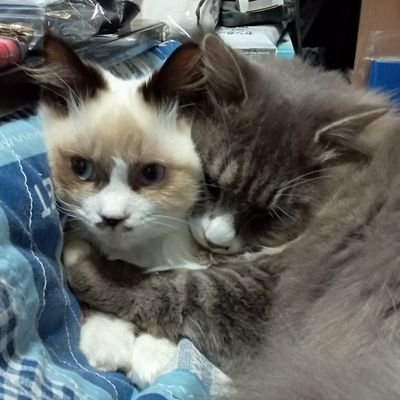 いばらぎじゃなくいばらき✴ラジオが大好き❇😍📻⤴。猫大好きです😻。自然に花好きです💮。御朱印集め❇ご当地アイドル&有名人が大好き😆💕。無言フォローすいません🙏。8月9日。誕生日です🎂。
https://t.co/3CDIldM6st