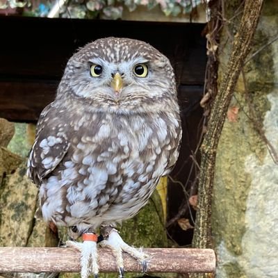 amaohonoka's profile picture. 