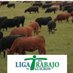 Liga del Trabajo de Guichón (@delguichon) Twitter profile photo Liga del Trabajo de Guichón (@delguichon) Twitter profile photo