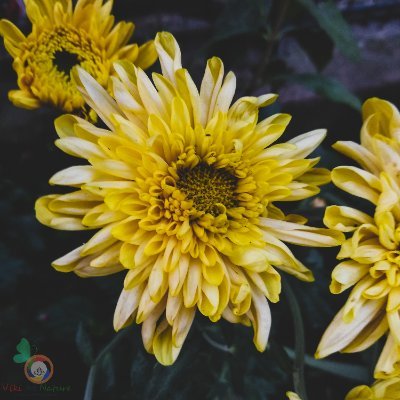 Viki_45's profile picture. 