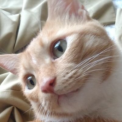 kkkotatuuu's profile picture. 楽しかったこと、好きなこと、時々悲しかったことを、自由に呟けるように