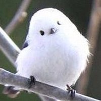 Aqu (@mulpil) 's Twitter Profile Photo Aqu (@mulpil) 's Twitter Profile Photo
