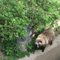 たぬきそば (@tnksb9) 's Twitter Profile