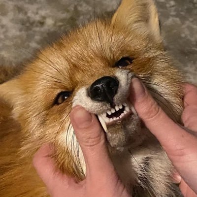 lamefroggo's profile picture. Can I pet that dog?