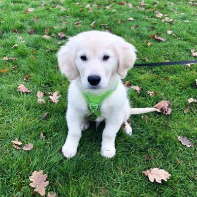 My name is Bailey & I’m an English Golden Retriever! Mommy is @KitchenSteffi & Daddy is @BigJim_Jimmy101 ! I love everything except squirrels! Woof!