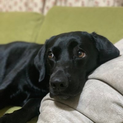 haruna_mcpc's profile picture. 