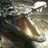 JacquesBonvin's profile image