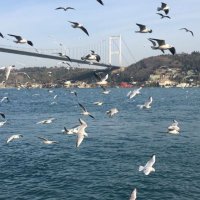 خلود مساعد (@khldmsa) 's Twitter Profile Photo